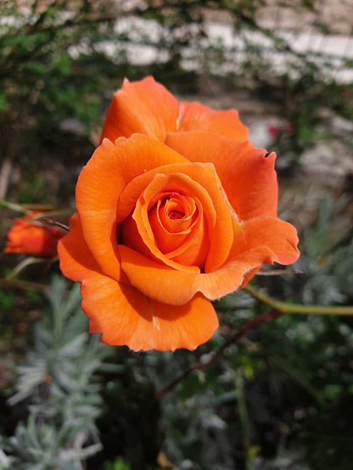 orange rose zuri