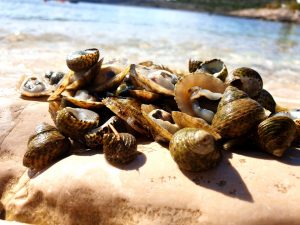 sea snails zuri